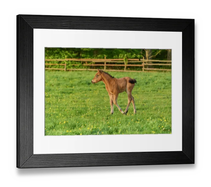 Framed Print : Horse, foal on the pasture in spring