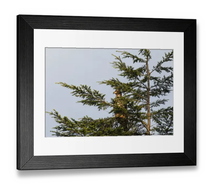 Framed Print : White-tailed eagle on a tree, coastal rainforest