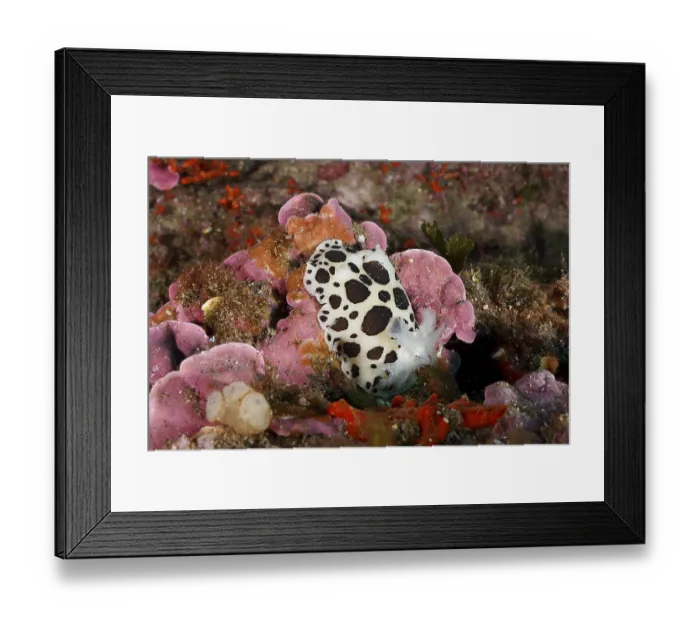 Framed Print : A spotted leopard snail (Discodoris atromaculata) Framed Print : A spotted leopard snail (Discodoris atromaculata)