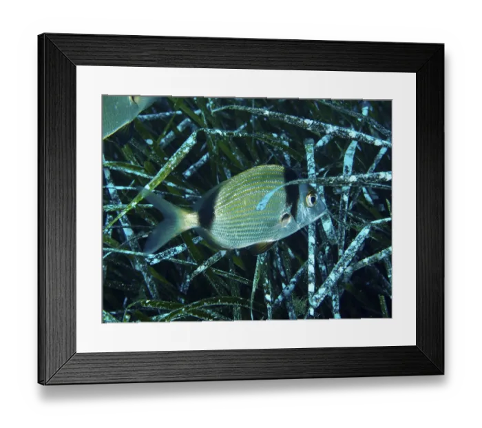 Framed Print : A single two-banded bream (Diplodus vulgaris) swims between Neptune's grass (Posidonia oceanica) Framed Print : A single two-banded bream (Diplodus vulgaris) swims between Neptune's grass (Posidonia oceanica)