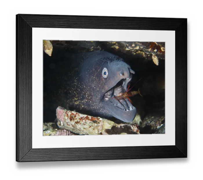 Framed Print : A Mediterranean cleaner shrimp (Lysmata seticaudata)