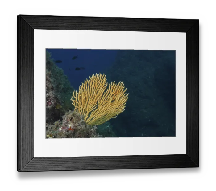 Framed Print : Yellow fan coral, yellow gorgony (Eunicella cavolinii)