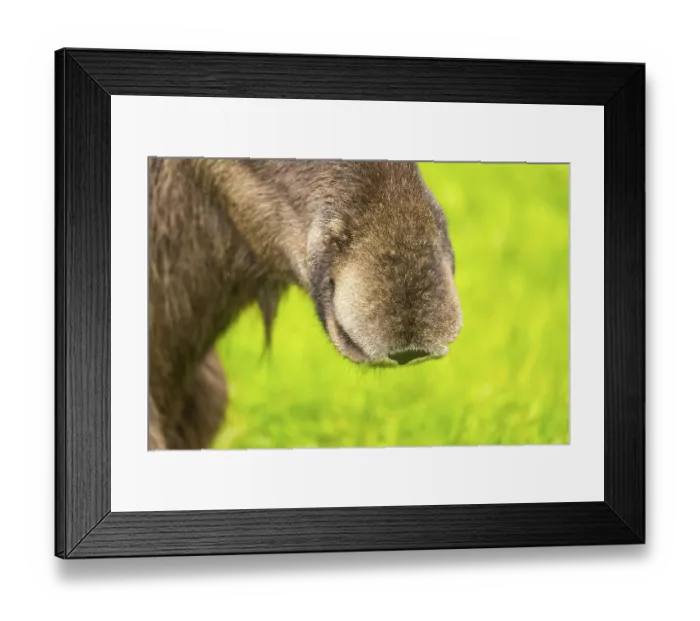 Framed Print : Eurasian elk (Alces alces), detail, nose, Austria
