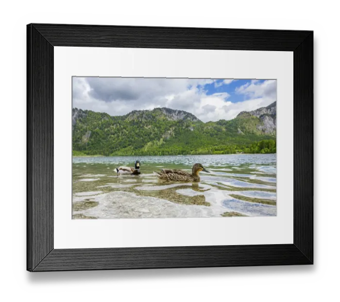 Framed Print : Wild duck (Anas platyrhynchos) male and female swimming in a lake