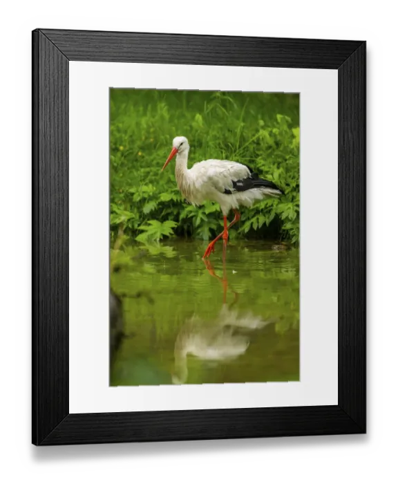 Framed Print : White stork (Ciconia ciconia) standing in a little lake