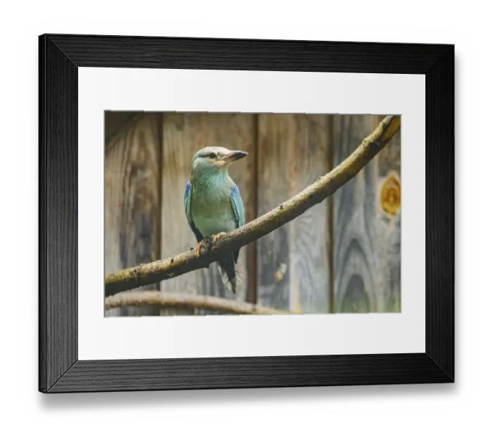 Framed Print : European roller (Coracias garrulus) sitting on a branch in front of a wooden wall