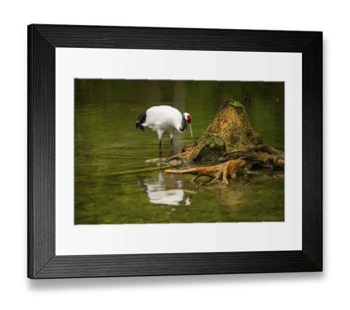 Framed Print : Red-crowned crane (Grus japonensis) standing in a little lake Framed Print : Red-crowned crane (Grus japonensis) standing in a little lake