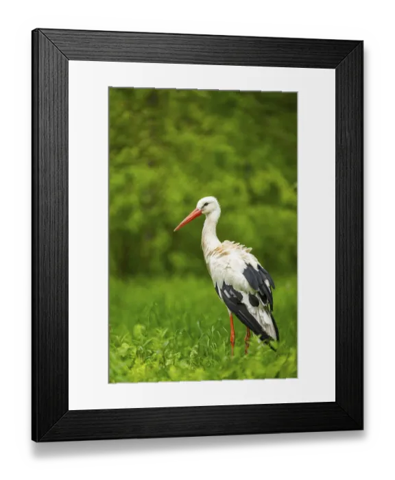 Framed Print : White stork (Ciconia ciconia) standing on a meadow