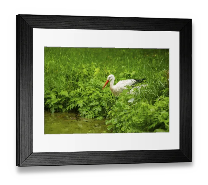 Framed Print : White stork (Ciconia ciconia) standing in a little lake
