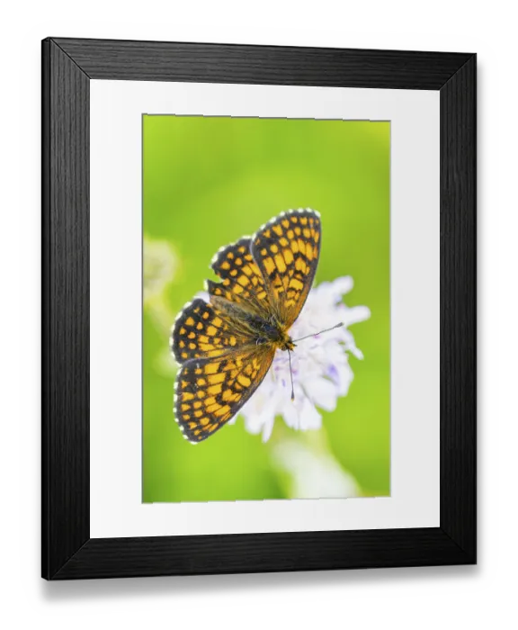 Framed Print : Heath fritillary (Mellicta athalia) butterfly sitting in a colorful blossom
