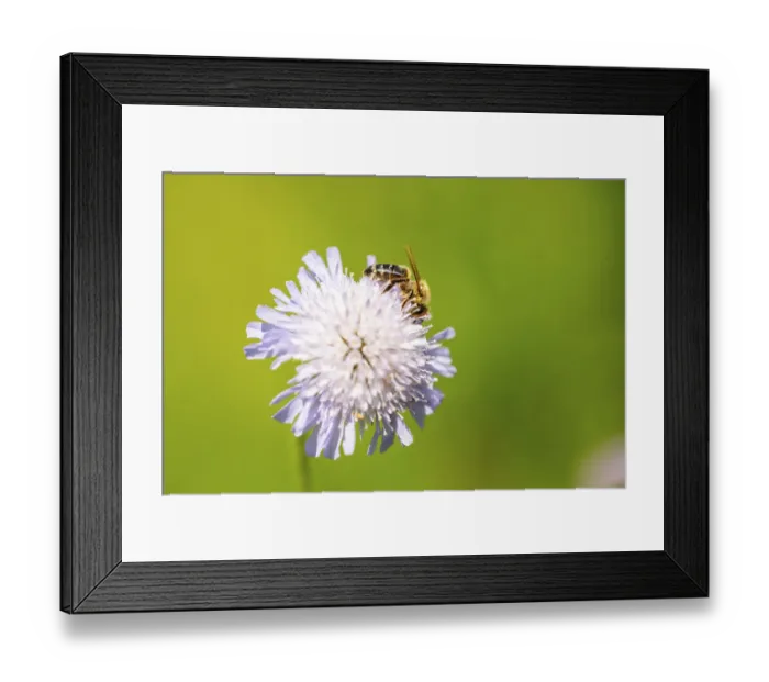 Framed Print : European honey bee (Apis mellifera) sitting on a flower