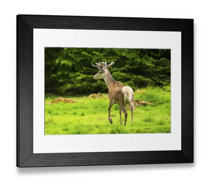 Framed Print : Red deer (Cervus elaphus) stag on a meadow in spring Framed Print : Red deer (Cervus elaphus) stag on a meadow in spring