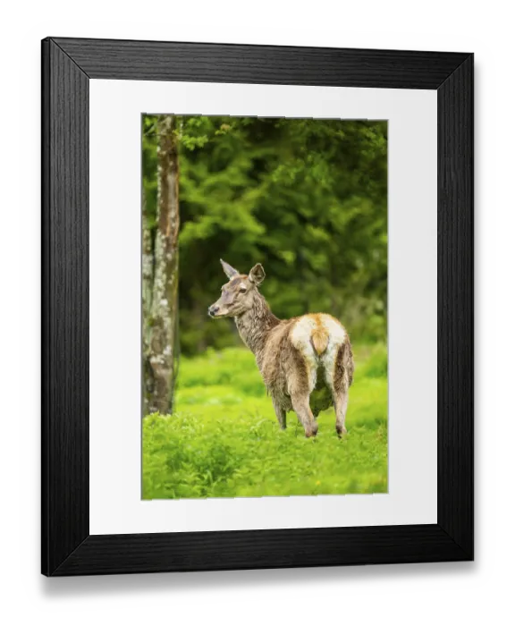 Framed Print : Red deer (Cervus elaphus) hind on a meadow in spring