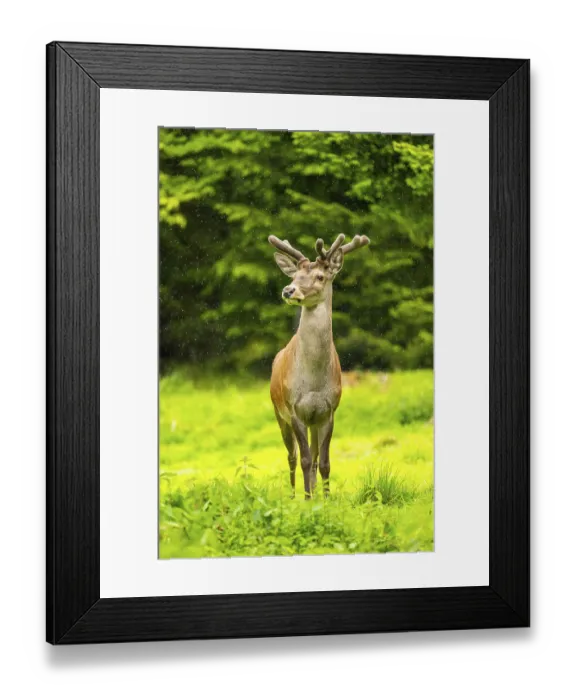 Framed Print : Red deer (Cervus elaphus) stag on a meadow in spring Framed Print : Red deer (Cervus elaphus) stag on a meadow in spring