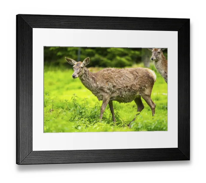 Framed Print : Red deer (Cervus elaphus) hind on a meadow in spring