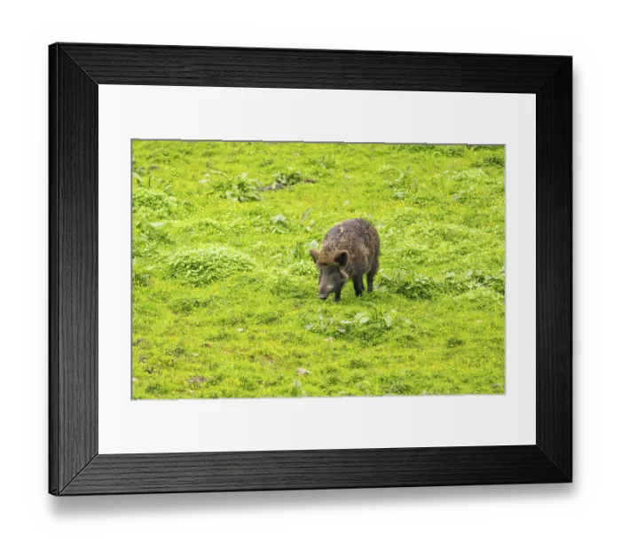 Framed Print : Wild Boar (Sus scrofa) standing on a meadow