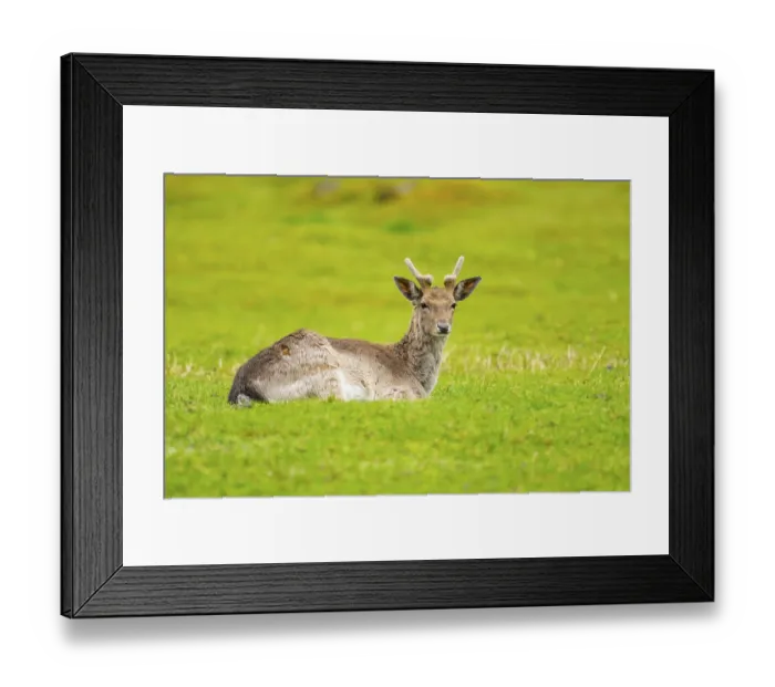 Framed Print : European fallow deer (Dama dama) stag lying on a meadow
