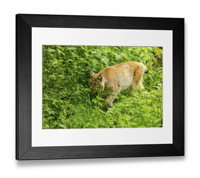Framed Print : Eurasian lynx (Lynx lynx) walking through a forest Framed Print : Eurasian lynx (Lynx lynx) walking through a forest