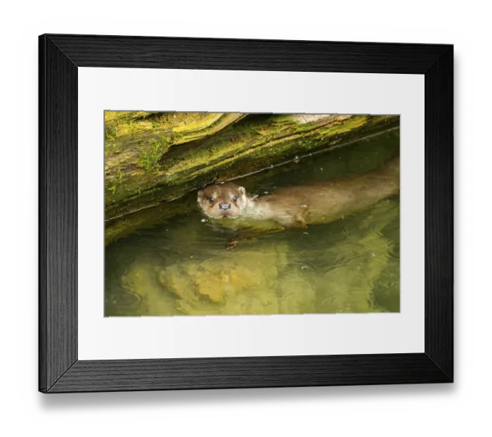 Framed Print : Eurasian otter (Lutra lutra) swimming in a lake