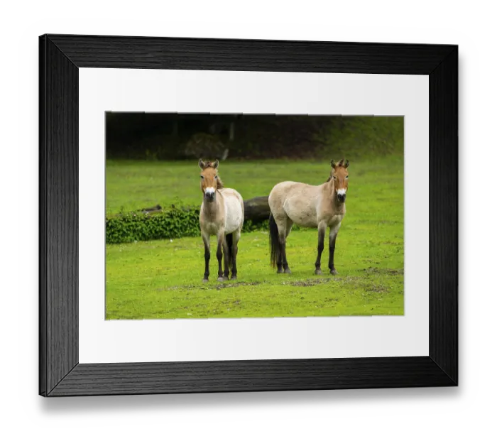 Framed Print : Przewalski's horse (Equus ferus przewalskii) standing on a meadow Framed Print : Przewalski's horse (Equus ferus przewalskii) standing on a meadow