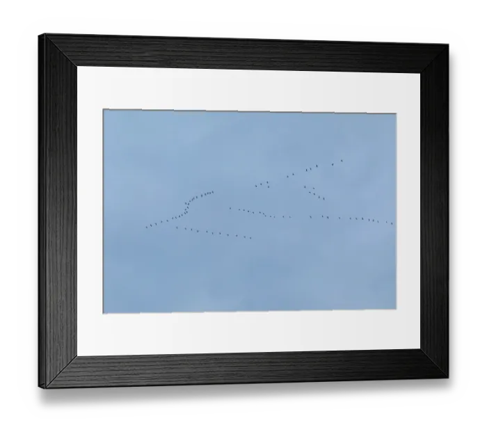 Framed Print : Flock of birds, cranes, Tister Bauernmoor Framed Print : Flock of birds, cranes, Tister Bauernmoor