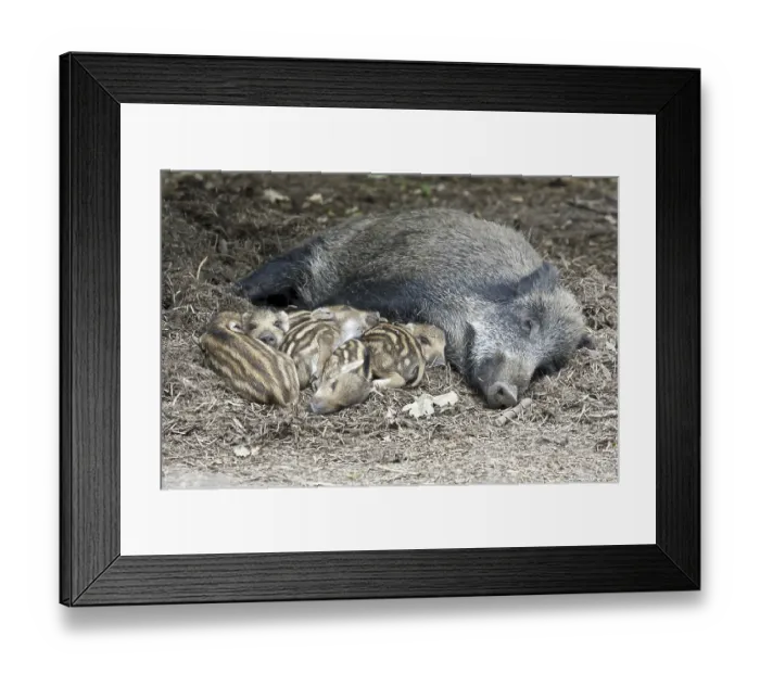 Framed Print : Wild boar (Sus scrofa) and piglets lying relaxed and secure on forest floor