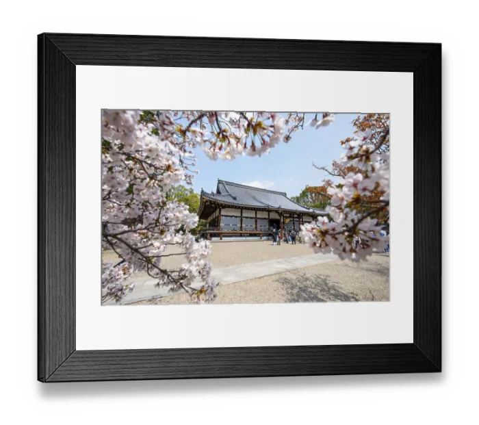 Framed Print : Blooming cherry trees, Kondo main hall of Ninna-ji Temple