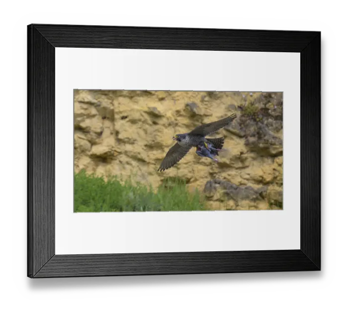 Framed Print : Peregrine falcon (Falco peregrinus)