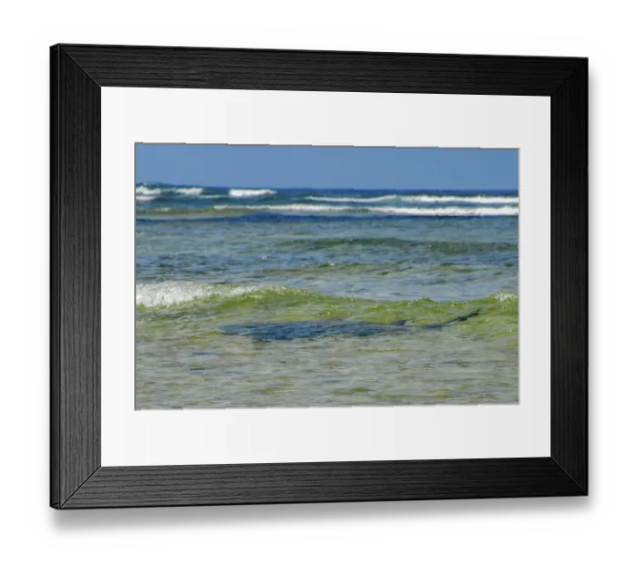 Framed Print : View from shore of silhouette of Atlantic nurse shark (Ginglymostoma cirratum) Framed Print : View from shore of silhouette of Atlantic nurse shark (Ginglymostoma cirratum)