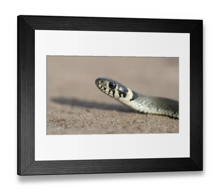 Framed Print : Grass snake (Natrix natrix), portrait