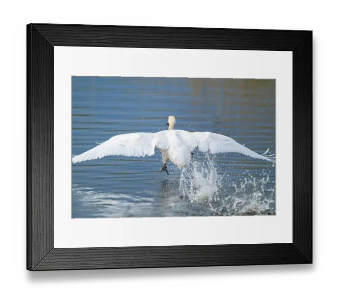 Framed Print : Humped swan (Cygnus olor) takes off from a lake
