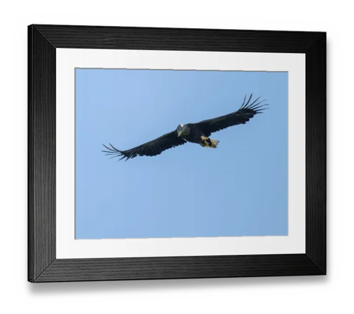 Framed Print : White-tailed eagle (Haliaeetus albicilla) in flight looking for food Framed Print : White-tailed eagle (Haliaeetus albicilla) in flight looking for food