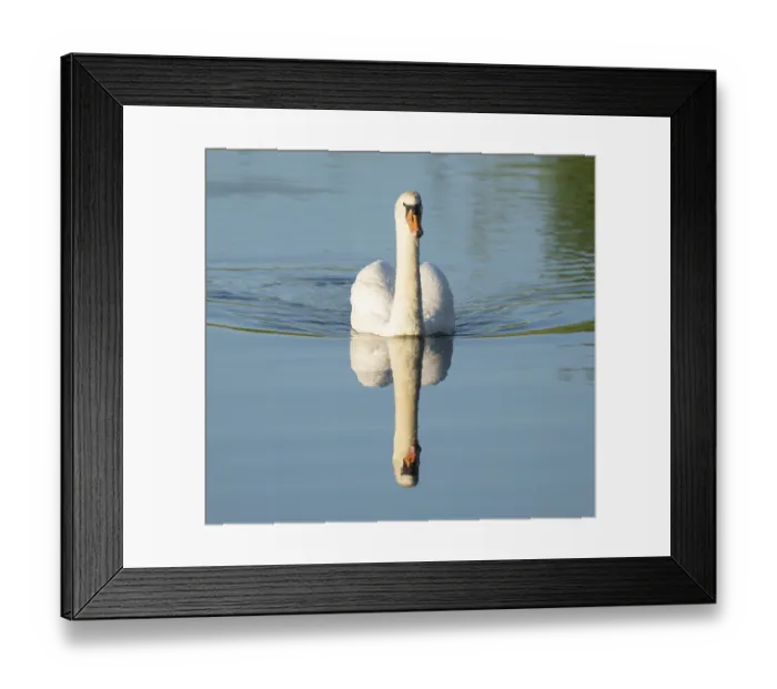 Framed Print : Silted swan (Cygnus olor) swimming on a lake