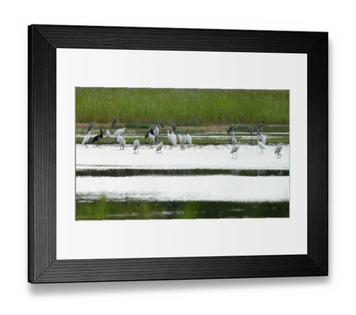 Framed Print : Great egret (Ardea alba) and black storks (Ciconia nigra) in the shallow water zone of a pond Framed Print : Great egret (Ardea alba) and black storks (Ciconia nigra) in the shallow water zone of a pond