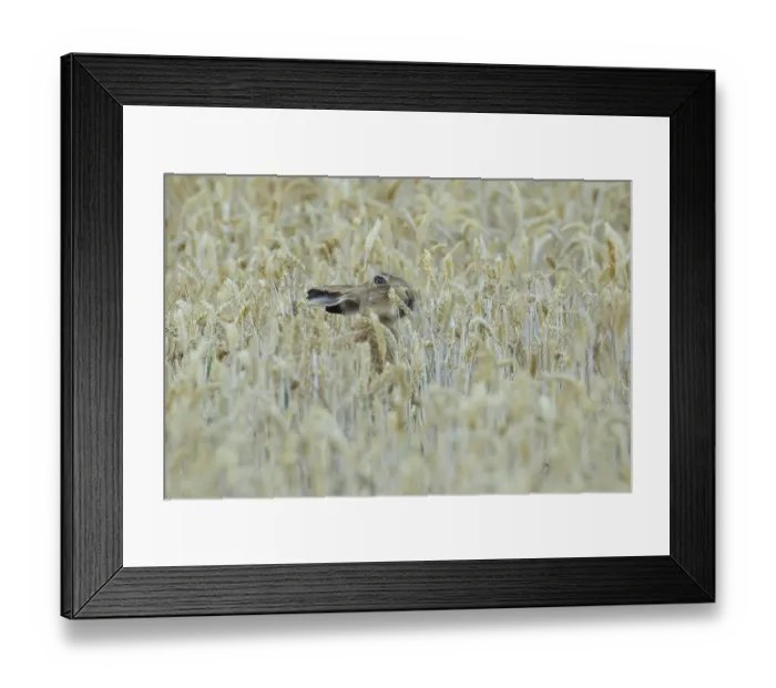 Framed Print : European brown hare (Lepus europaeus) adult animal feeding on a wheat sheath in a farmland field in summer Framed Print : European brown hare (Lepus europaeus) adult animal feeding on a wheat sheath in a farmland field in summer