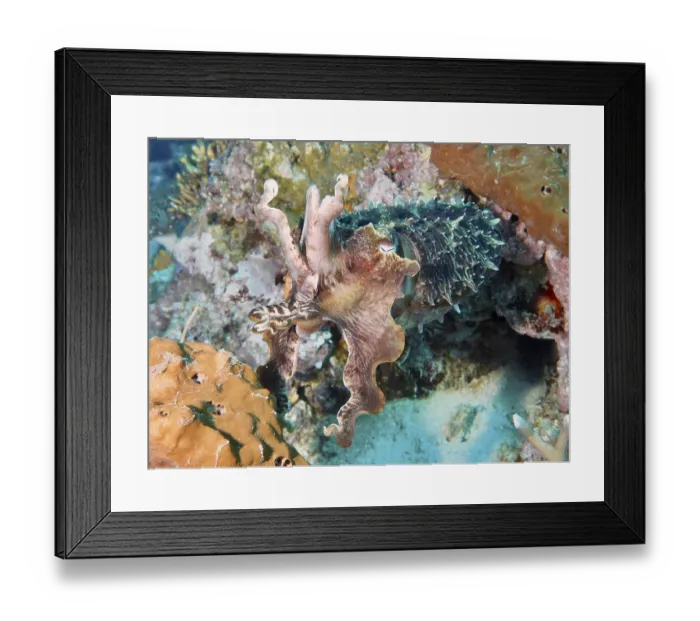 Framed Print : Squid, broad-arm cuttlefish (Sepia latimanus)