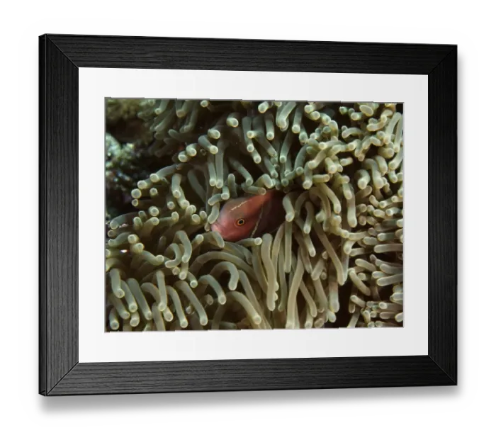 Framed Print : An anemonefish hides in the tentacles of a sea anemone Framed Print : An anemonefish hides in the tentacles of a sea anemone