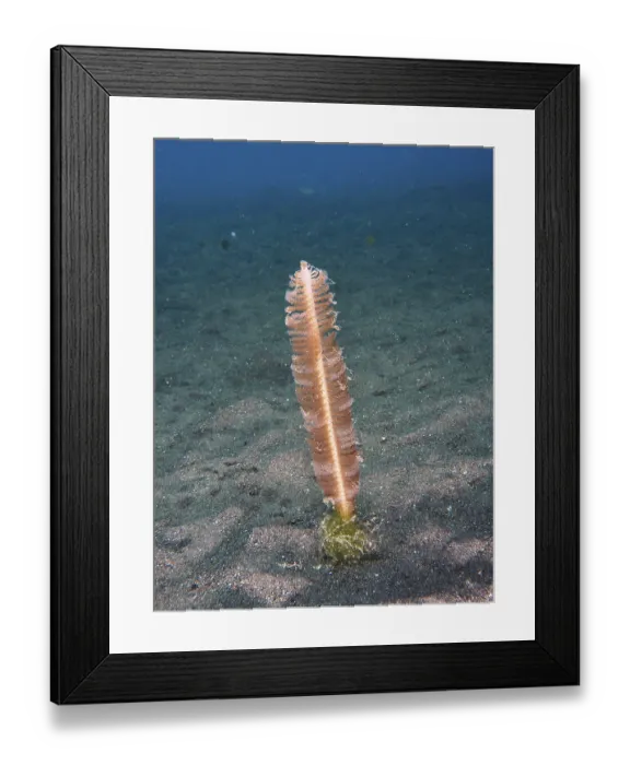Framed Print : A single spring (Virgularia) stands on the sandy seabed in a calm underwater environment