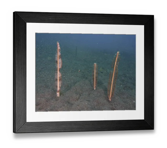 Framed Print : Three sea springs (Virgularia) stand on the sandy seabed in a calm underwater atmosphere Framed Print : Three sea springs (Virgularia) stand on the sandy seabed in a calm underwater atmosphere