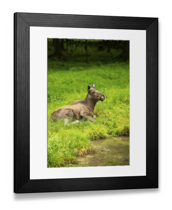 Framed Print : Eurasian elk (Alces alces) lying next to a little lake