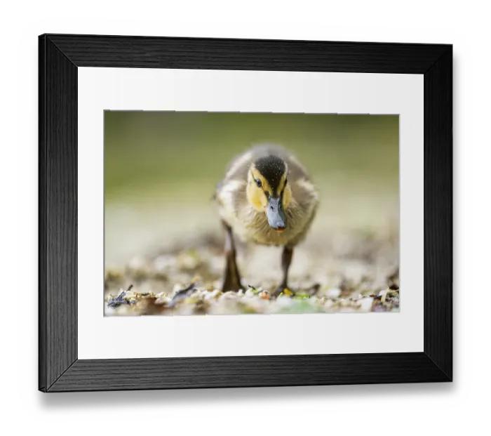 Framed Print : Wild duck (Anas platyrhynchos) chick standing at the schore of a little lake