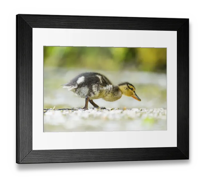 Framed Print : Wild duck (Anas platyrhynchos) chick standing at the schore of a little lake
