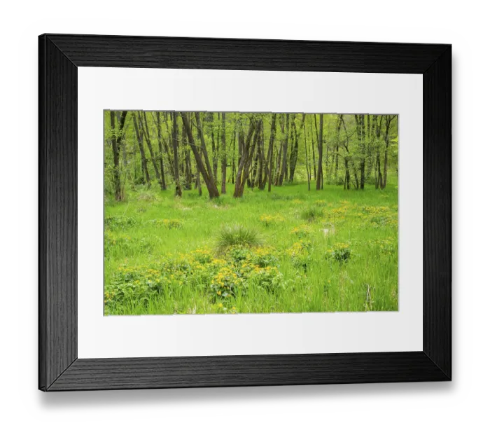 Framed Print : Moorland with blooming Marsh-marigold (Caltha palustris) in a Common alder (Alnus glutinosa) forest in spring