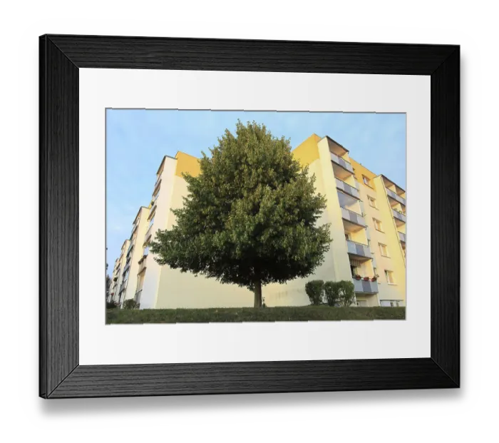 Framed Print : Urban greening, blooming linden tree in front of rental apartments of the Weimar housing cooperative