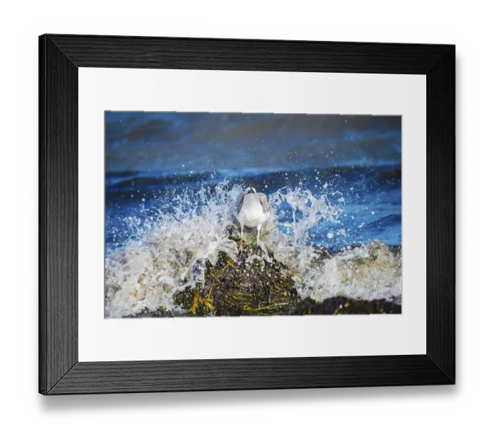 Framed Print : Herring gull, Larus argentatus