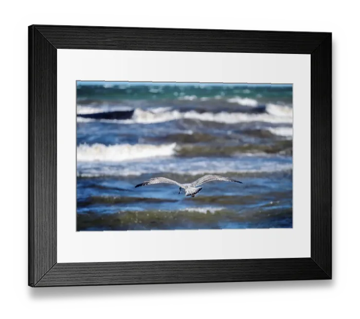 Framed Print : Flying herring gull, Larus argentatus