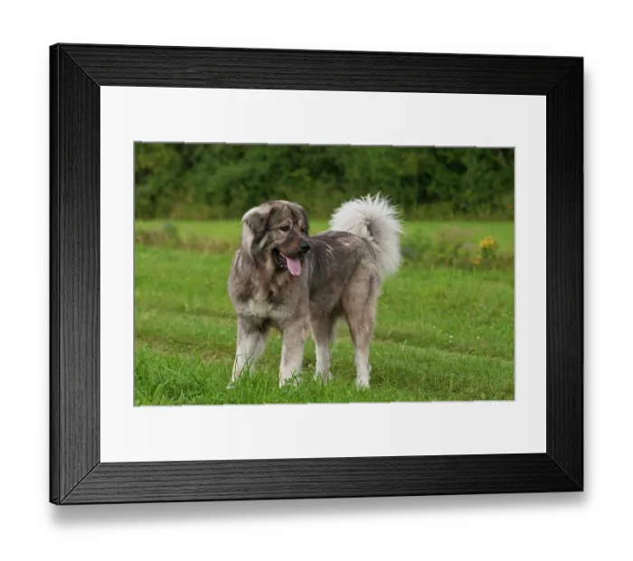 Framed Print : iblhjd01261682 Framed Print : iblhjd01261682