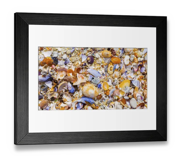 Framed Print : Overhead view of washed up and broken sea shells on sandy beach in Cape Town Framed Print : Overhead view of washed up and broken sea shells on sandy beach in Cape Town