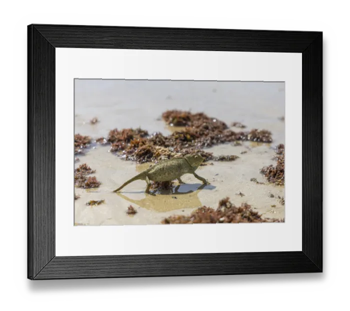 Framed Print : The Mediterranean chameleon, chameleo chameleon