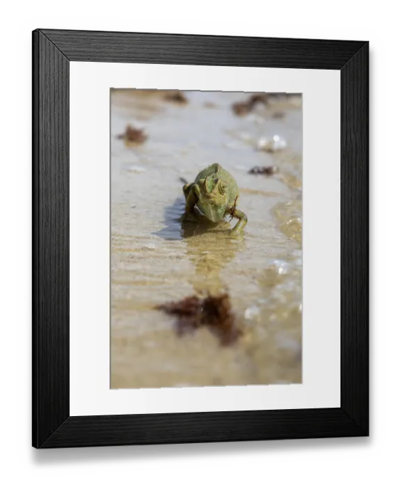Framed Print : The Mediterranean chameleon, chameleo chameleon Framed Print : The Mediterranean chameleon, chameleo chameleon